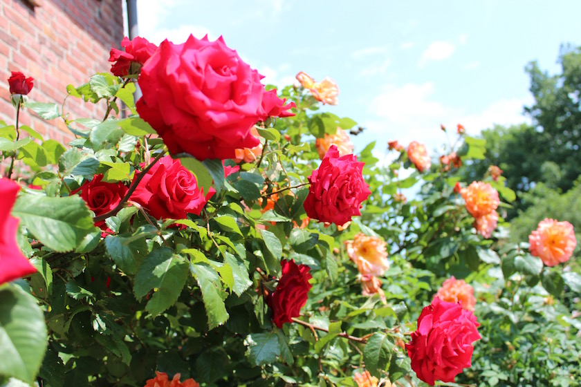 Bildergalerie Kindergarten Allerleirauh